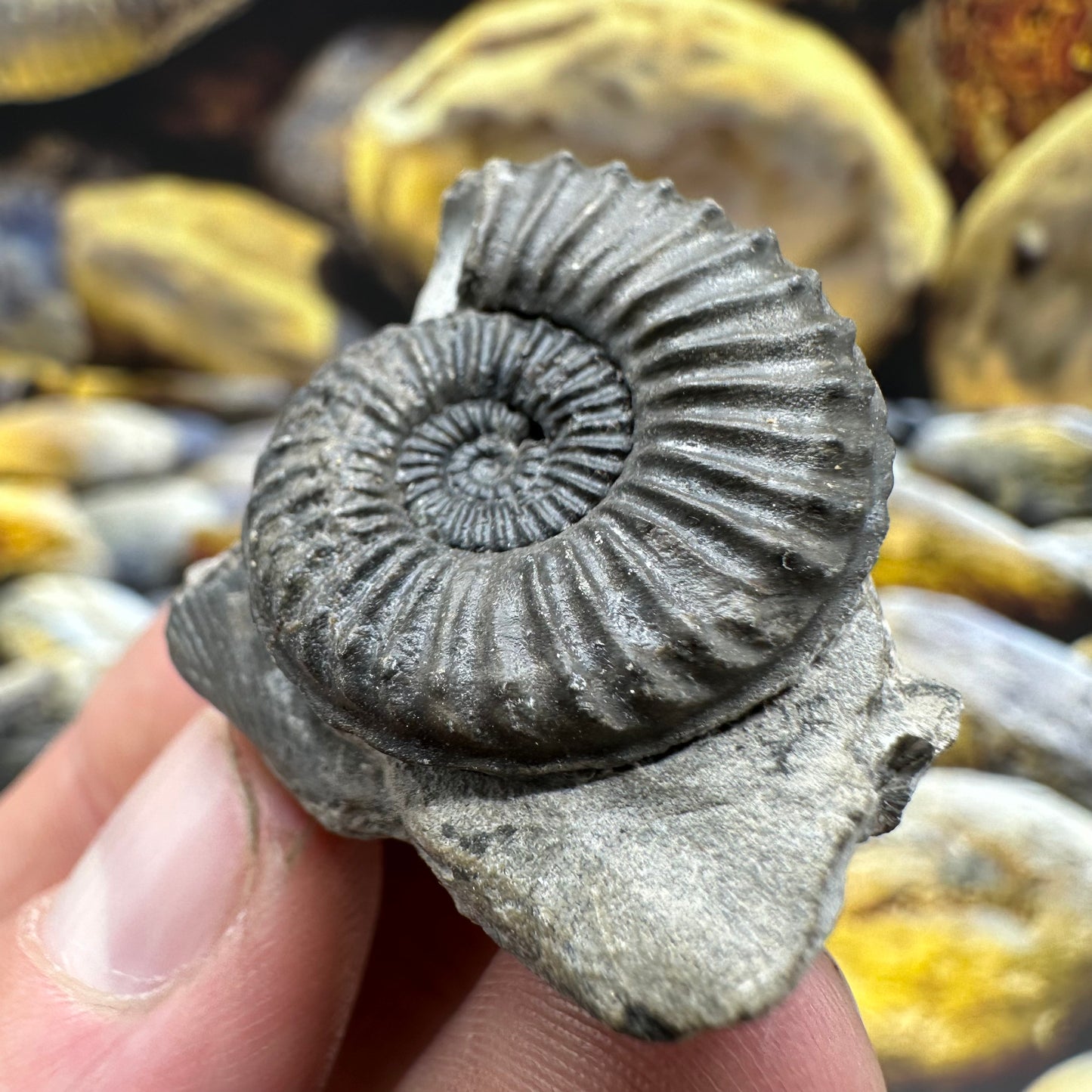 Pleuroceras hawskerense ammonite fossil - Whitby, North Yorkshire Jurassic Coast, Yorkshire fossils