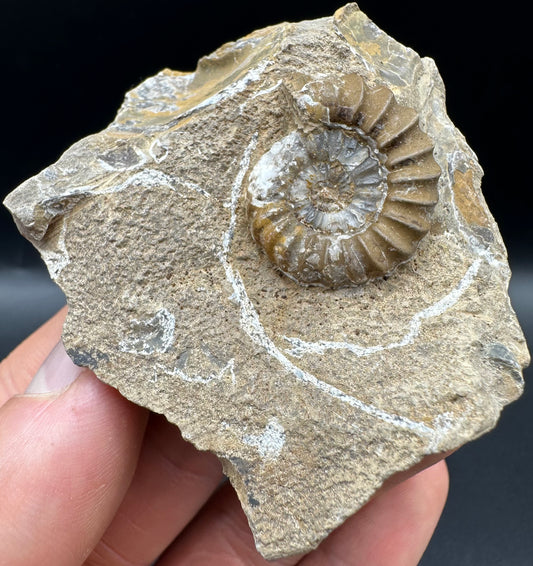 Androgynoceras capricornus Ammonite fossil with box and stand - Whitby, North Yorkshire Jurassic Coast Yorkshire Fossils