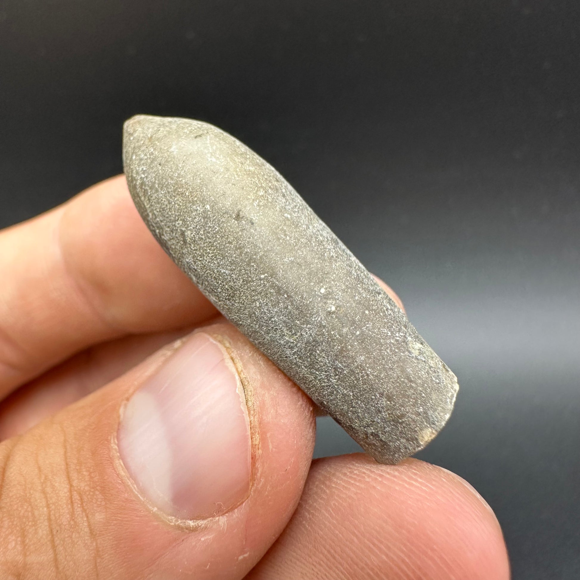 Belemnite (Fossil Squid) shell fossil - Whitby, North Yorkshire Jurass ...