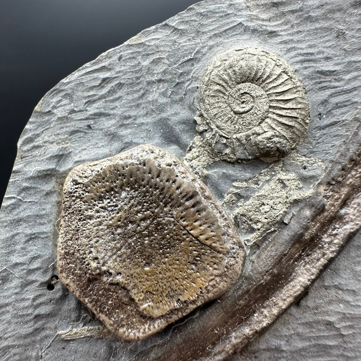 Ichthyosaur Vertebrae fossil / ribs with box and stand - Whitby, North Yorkshire Jurassic Coast, Yorkshire fossils found on the Jurassic Coast
