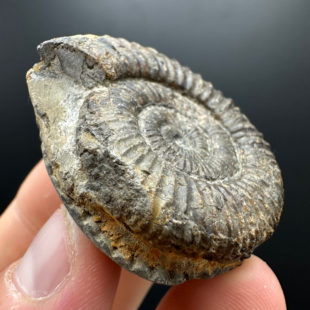 Dactylioceras Ammonite Fossil With box and Stand - Whitby, North Yorkshire Jurassic Coast Yorkshire Fossils