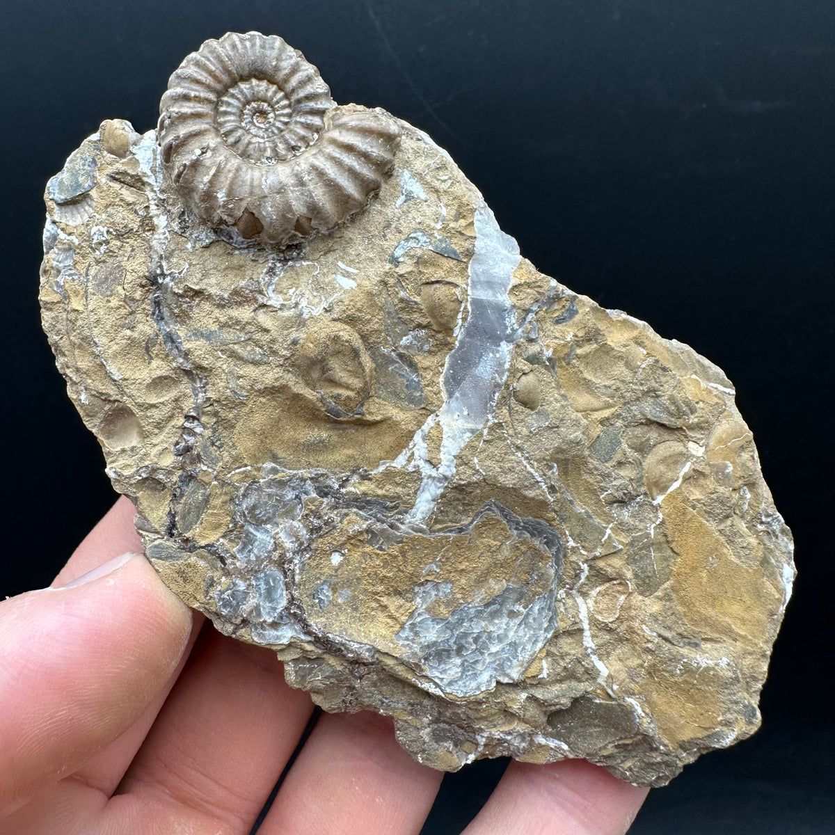 Androgynoceras capricornus Ammonite Fossil With Stand - Whitby, North Yorkshire Jurassic Coast Yorkshire Fossils