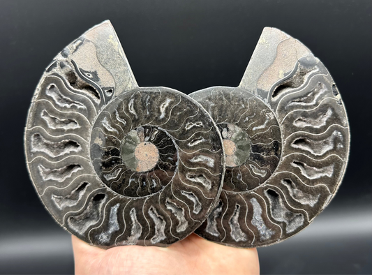 Cleoniceras Ammonite Cut And Polished Fossil Pair With Stand - Cretaceous Ammonite Madagascar
