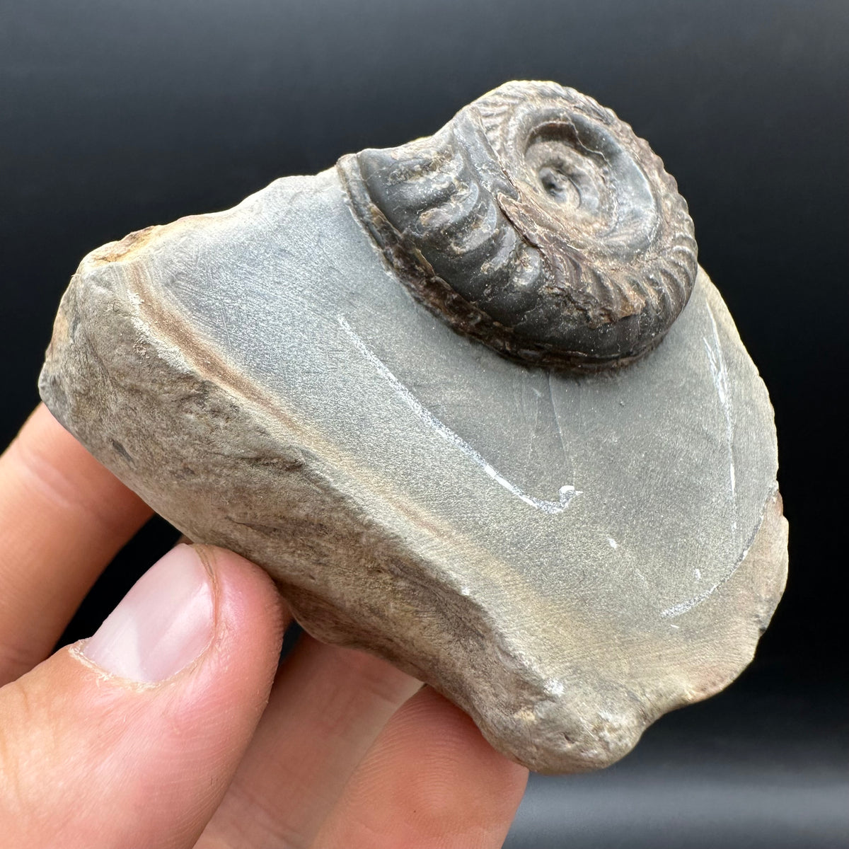 Hildoceras Bifrons Ammonite fossil with stand - Whitby, North Yorkshire Jurassic Coast, Yorkshire Fossils from the Jurassic Coast
