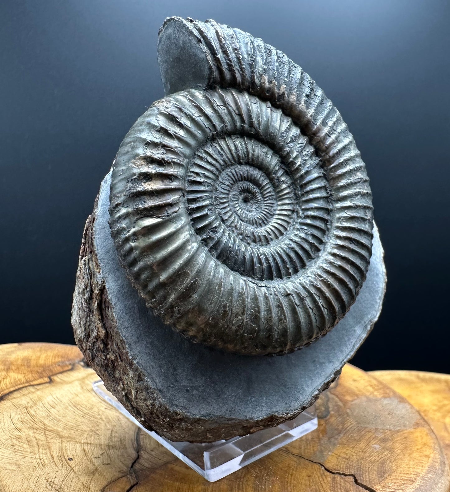 Dactylioceras Ammonite Fossil With box and Stand - Whitby, North Yorkshire Jurassic Coast Yorkshire Fossils