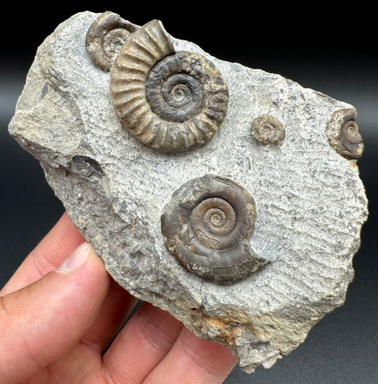 Arnioceras ammonite shell fossil with box and stand - Whitby, North Yorkshire Jurassic Coast Yorkshire Fossils