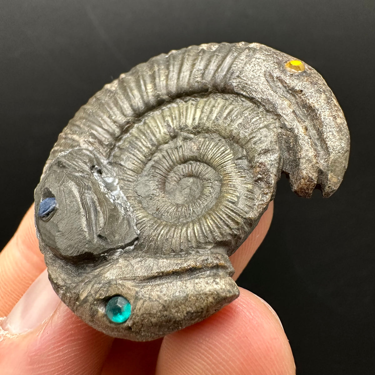 Hydra Snakestone Ammonite Fossil With Bag/Box And Stand - Whitby, North Yorkshire Jurassic Coast Yorkshire Fossils