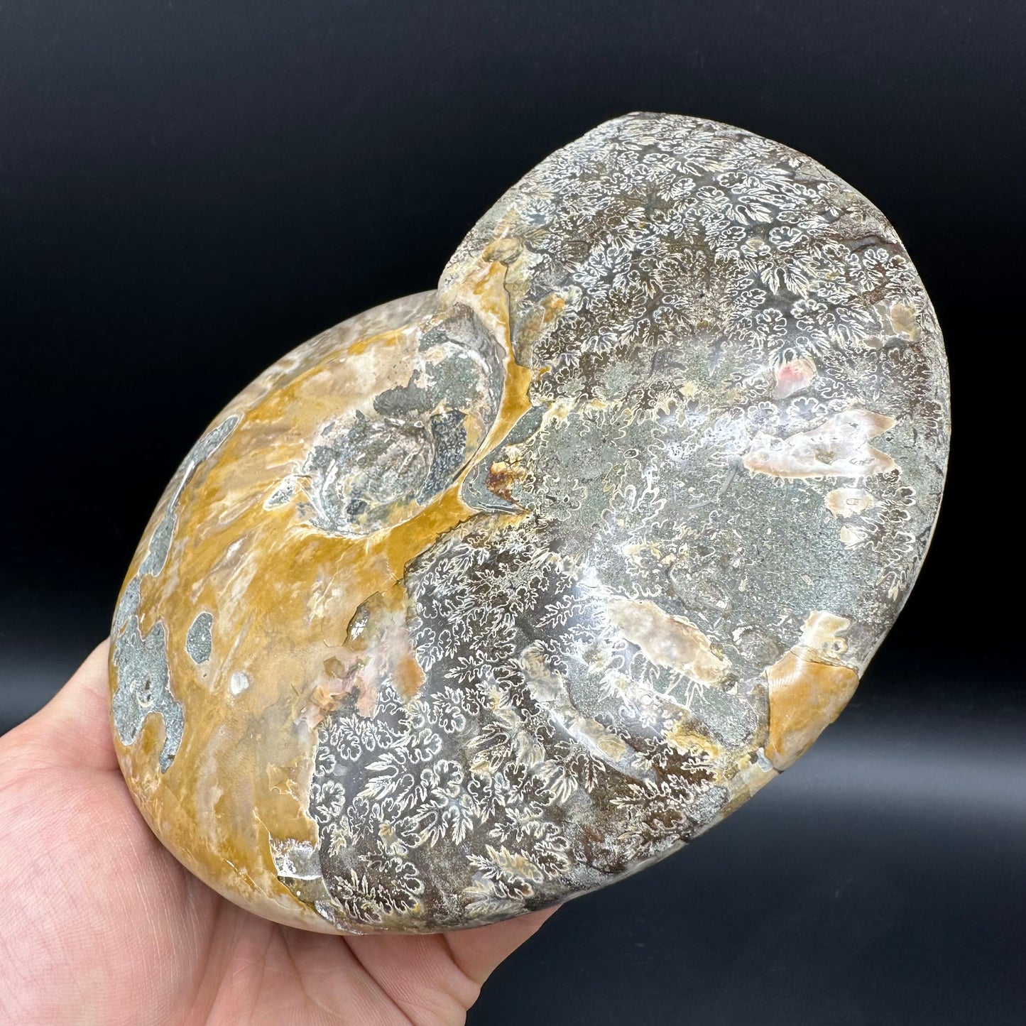 Cleoniceras Ammonite Fossil With Stand - Cretaceous Ammonite Madagascar
