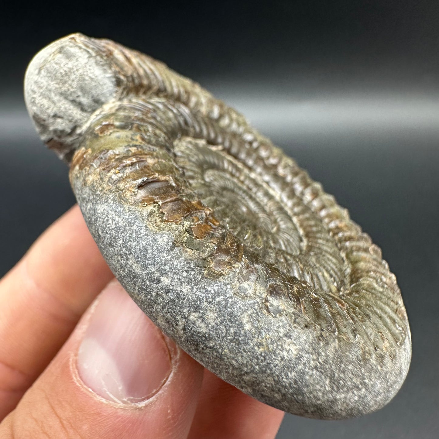 Dactylioceras Ammonite Fossil With Box And Stand - Whitby, North Yorkshire Jurassic Coast Yorkshire Fossils