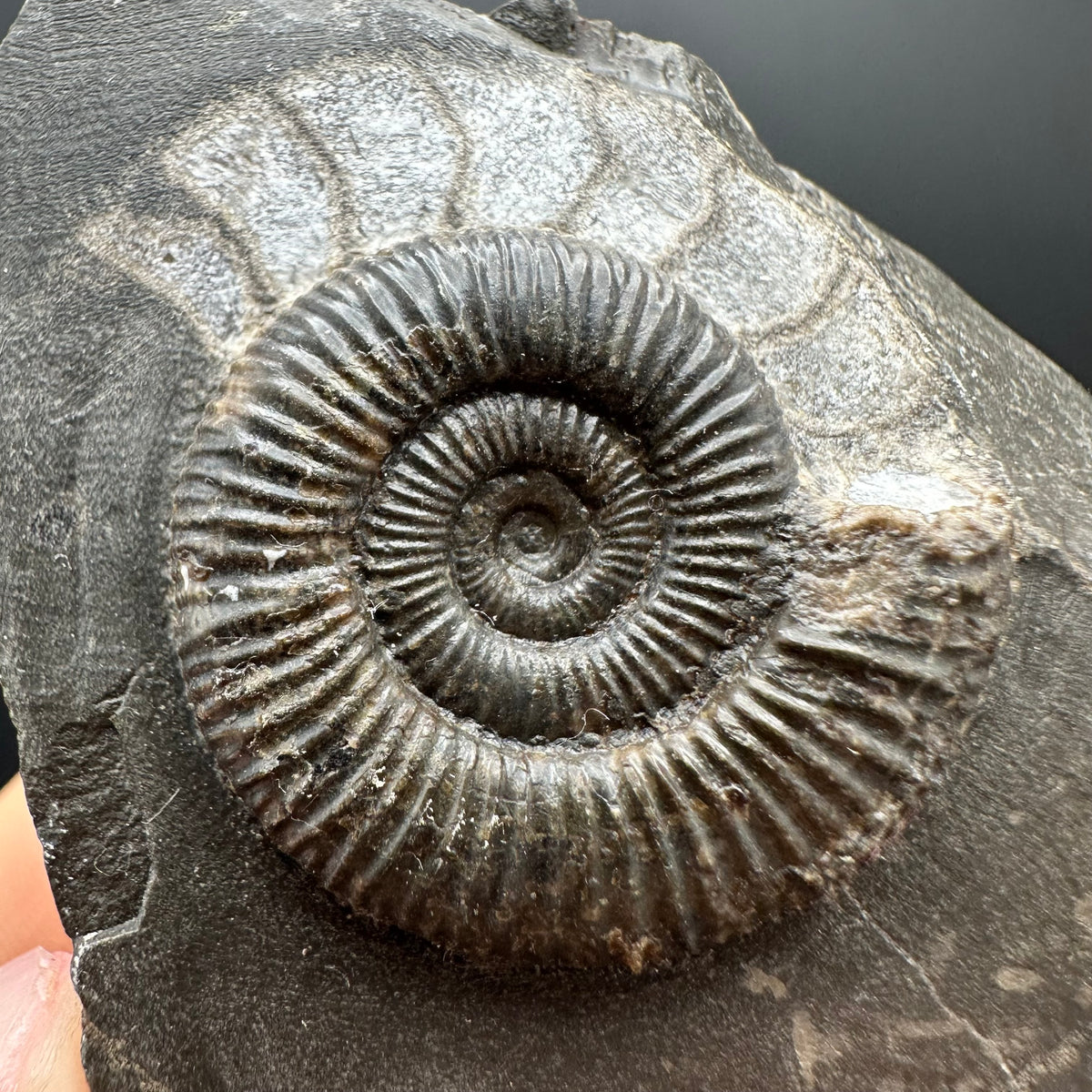 Dactylioceras Ammonite Fossil With box and Stand - Whitby, North Yorkshire Jurassic Coast Yorkshire Fossils