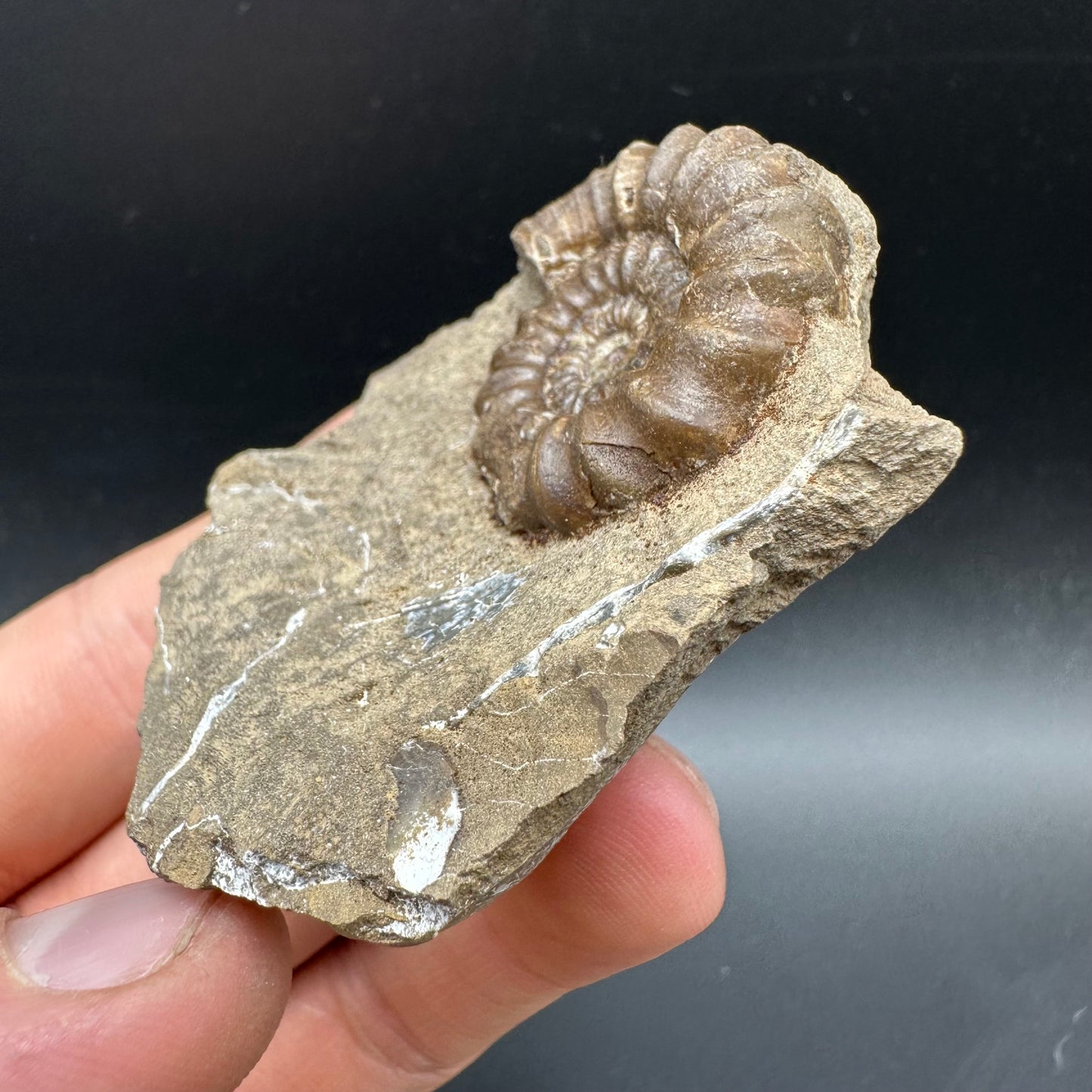 Androgynoceras capricornus Ammonite Fossil With Box And Stand - Whitby, North Yorkshire Jurassic Coast Yorkshire Fossils