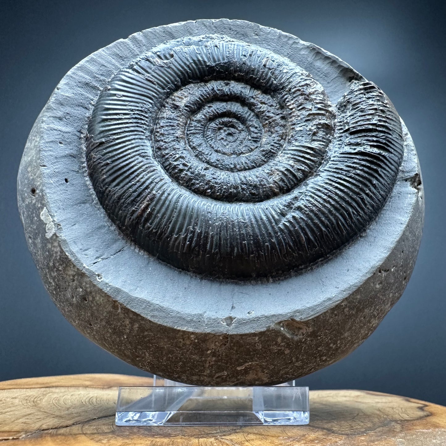 Dactylioceras semicelatum Ammonite fossil with stand - Whitby, North Yorkshire Jurassic Coast Yorkshire Fossils
