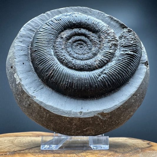 Dactylioceras semicelatum Ammonite fossil with stand - Whitby, North Yorkshire Jurassic Coast Yorkshire Fossils