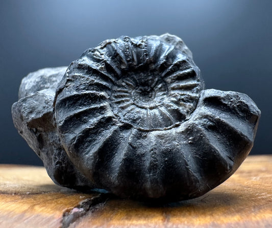 Aegasteroceras sagittarium ammonite fossil with box and stand - Whitby, North Yorkshire Jurassic Coast Yorkshire Fossils