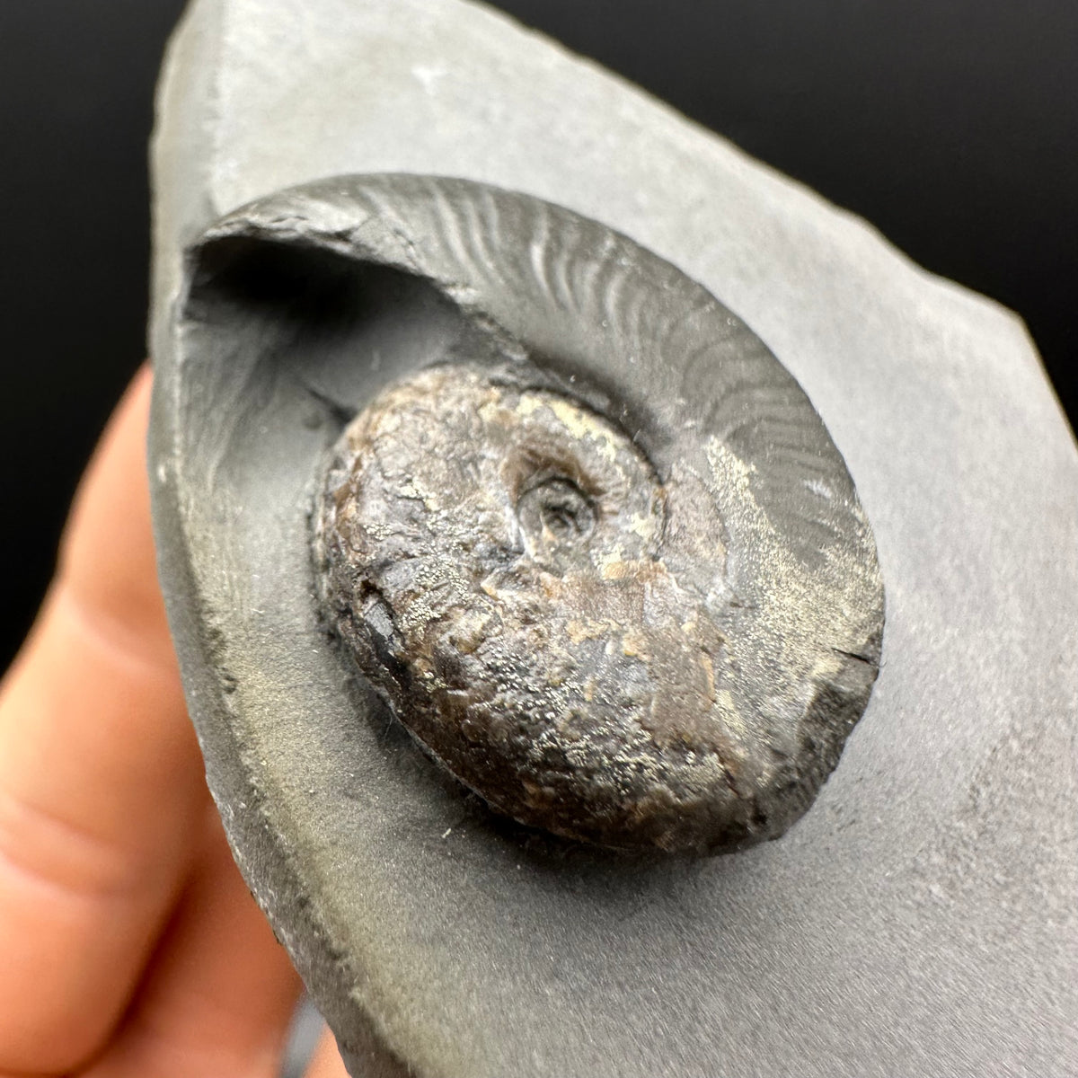 Eleganticeras Elegantulum ammonite fossil with box and stand - Whitby, North Yorkshire Jurassic Coast, Yorkshire Fossils