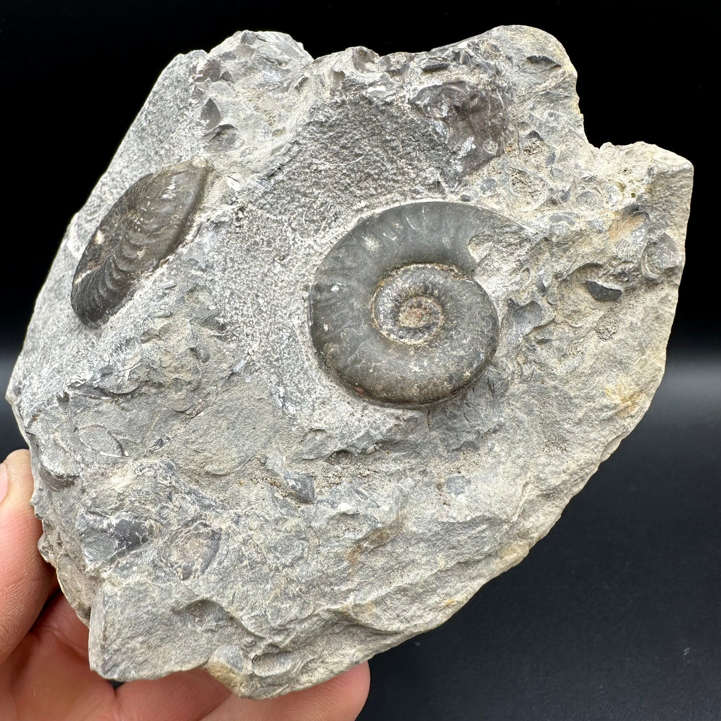 Grammoceras thoaurense Ammonite shell fossil - Whitby, North Yorkshire, Yorkshire Fossils from the Jurassic Coast