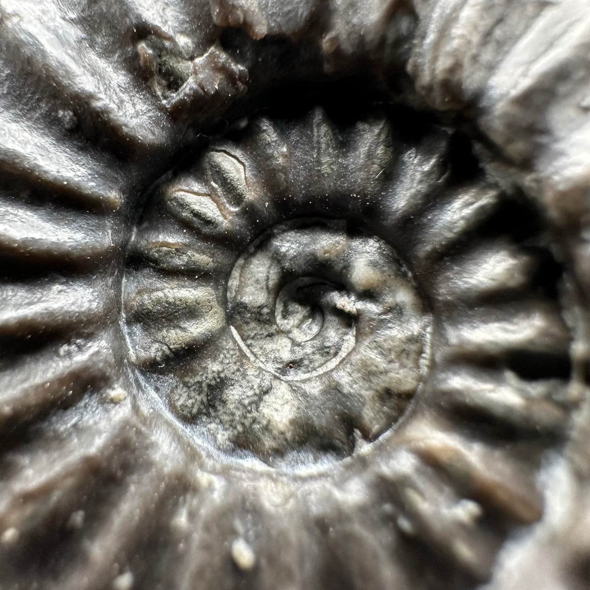 Asteroceras Ammonite fossil with box and stand - Whitby, North Yorkshire Jurassic Coast Yorkshire Fossils