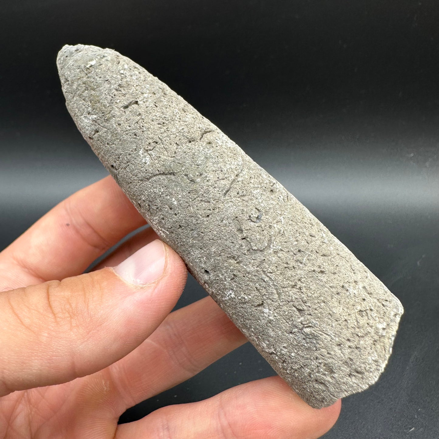 Belemnite (Fossil Squid) shell fossil with box and stand - Whitby, North Yorkshire Jurassic Coast Yorkshire Fossils