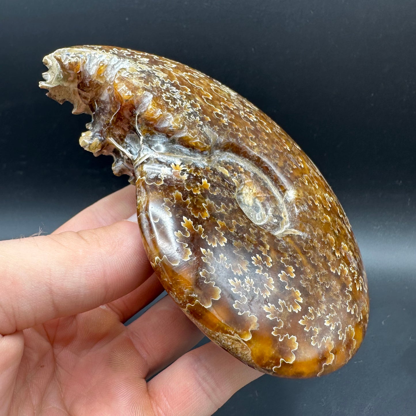 Cleoniceras Ammonite Fossil With Box And Stand - Cretaceous Ammonite Madagascar