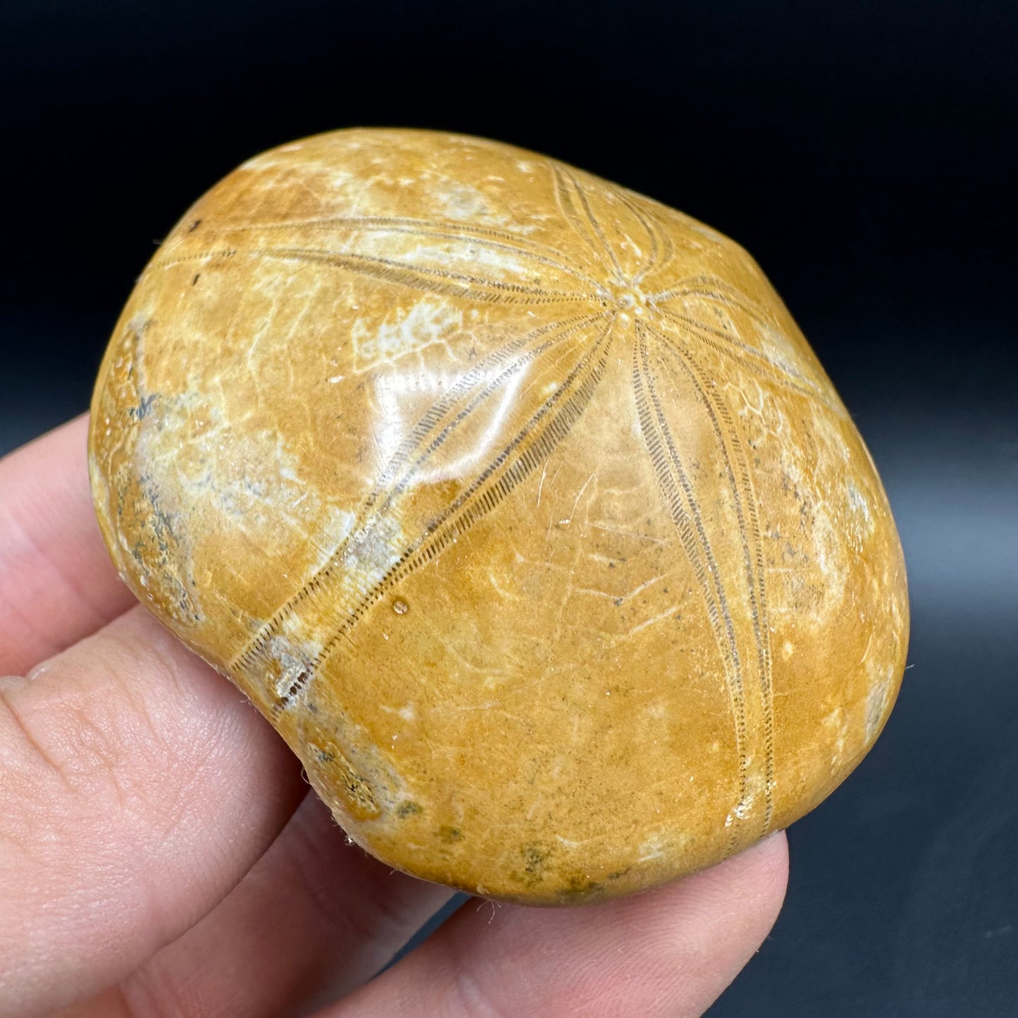Holectypus Sea Urchin Fossil With Box And Stand - Middle Jurassic Madagascar