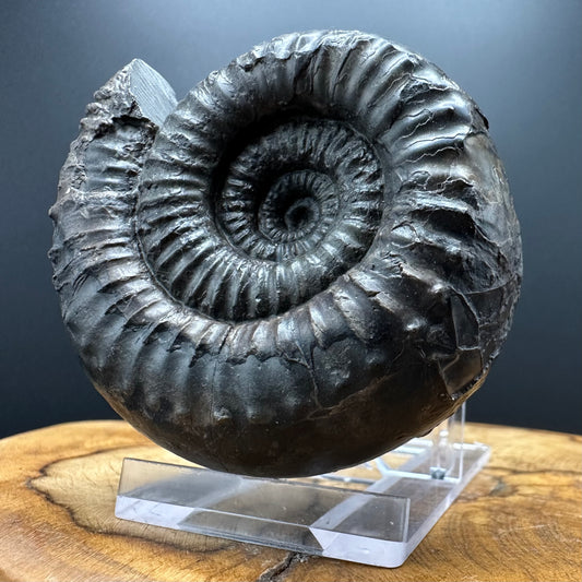 Nodicoeloceras Sp. Ammonite Fossil With Box And Stand - Whitby, North Yorkshire Jurassic Coast Yorkshire Fossils
