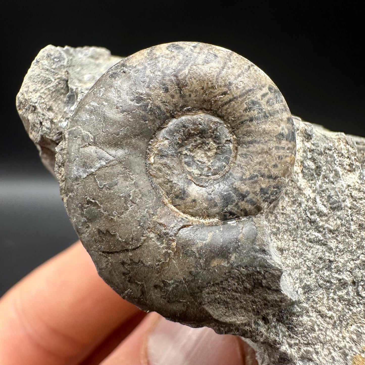 Grammoceras thoaurense Ammonite shell fossil with box and stand - Whitby, North Yorkshire, Yorkshire Fossils from the Jurassic Coast