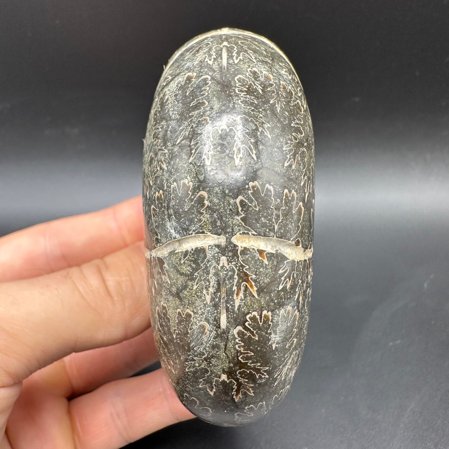 Puzosia Ammonite Fossil With Box And Stand - Cretaceous Ammonite Madagascar