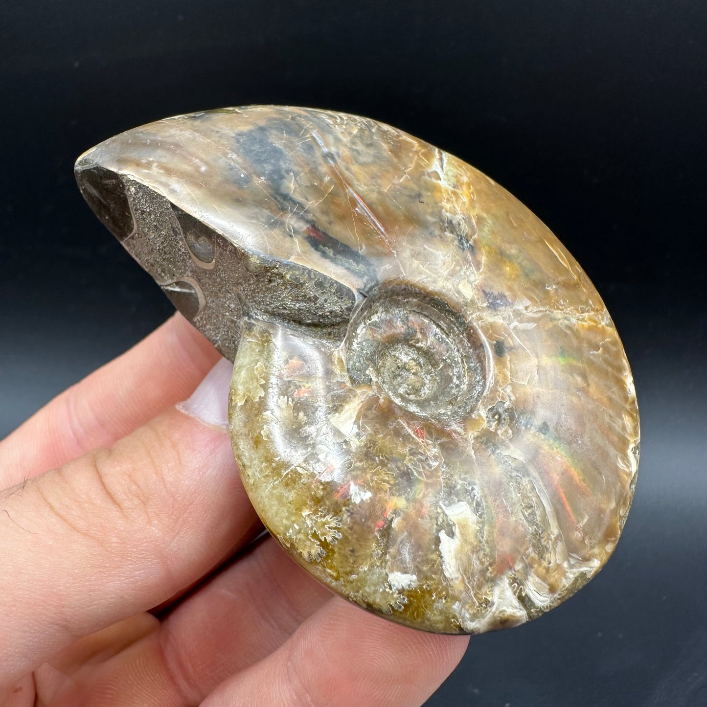 Cleoniceras Ammonite Fossil With Box And Stand - Cretaceous Ammonite Madagascar