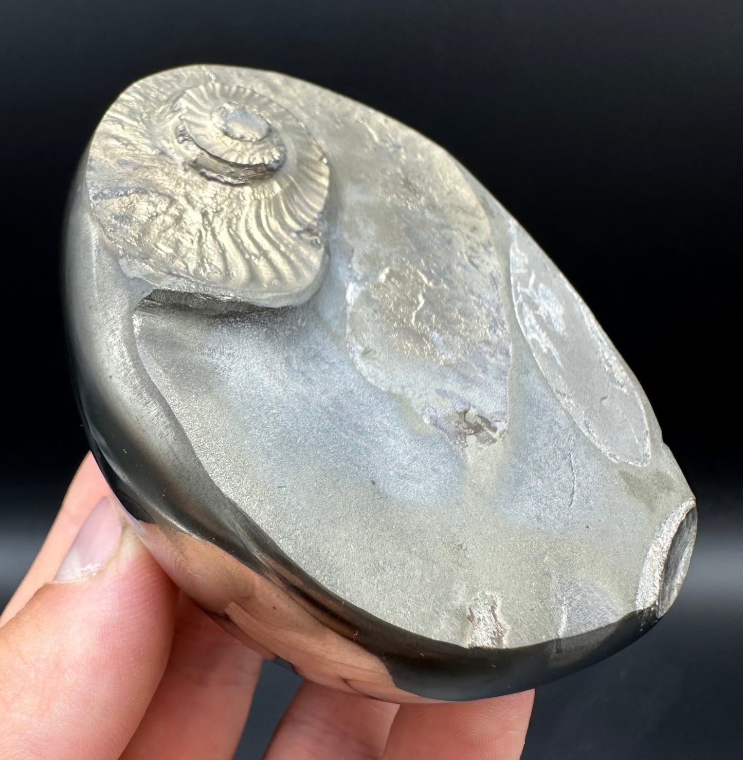 Golden Egg (GENUINE) Ammonite Fossil With Stand - Whitby, North Yorkshire Jurassic Coast Yorkshire Fossils