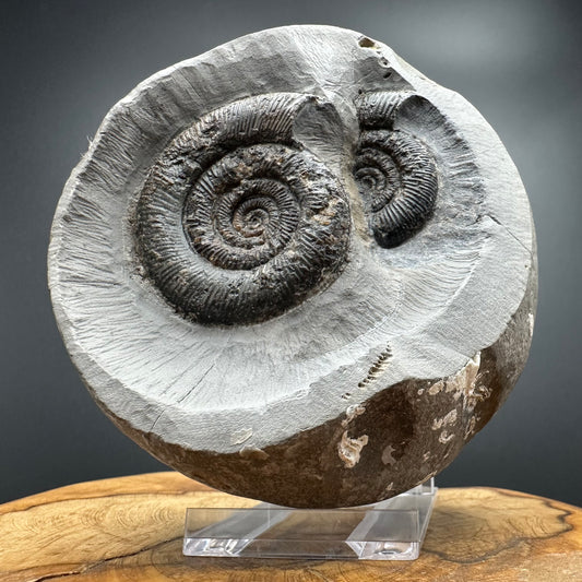 Dactylioceras tenuicostatum Ammonite fossil with box and stand - Whitby, North Yorkshire Jurassic Coast