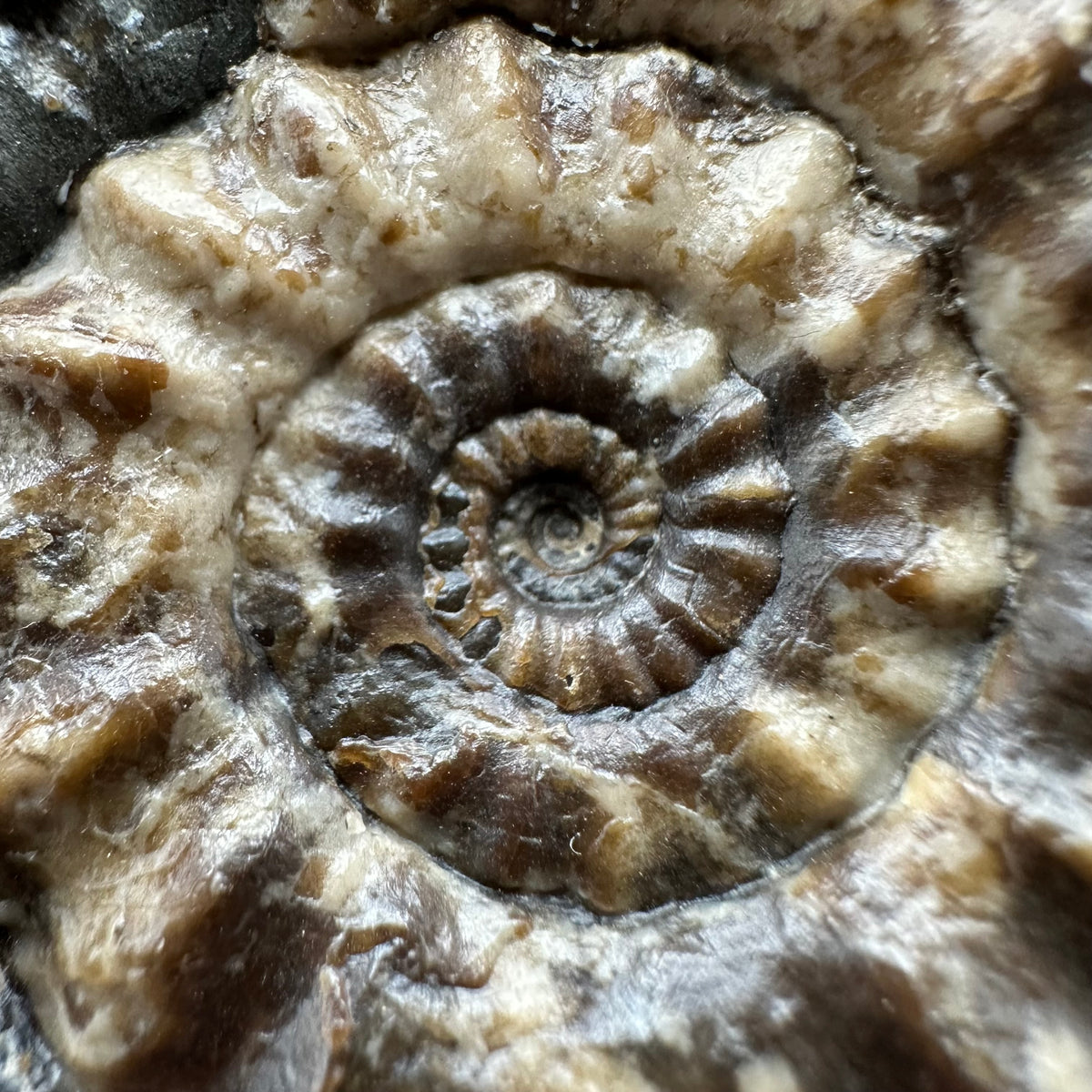 Androgynoceras maculatum ammonite fossil with stand - Whitby, North Yorkshire Jurassic Coast Yorkshire Fossils