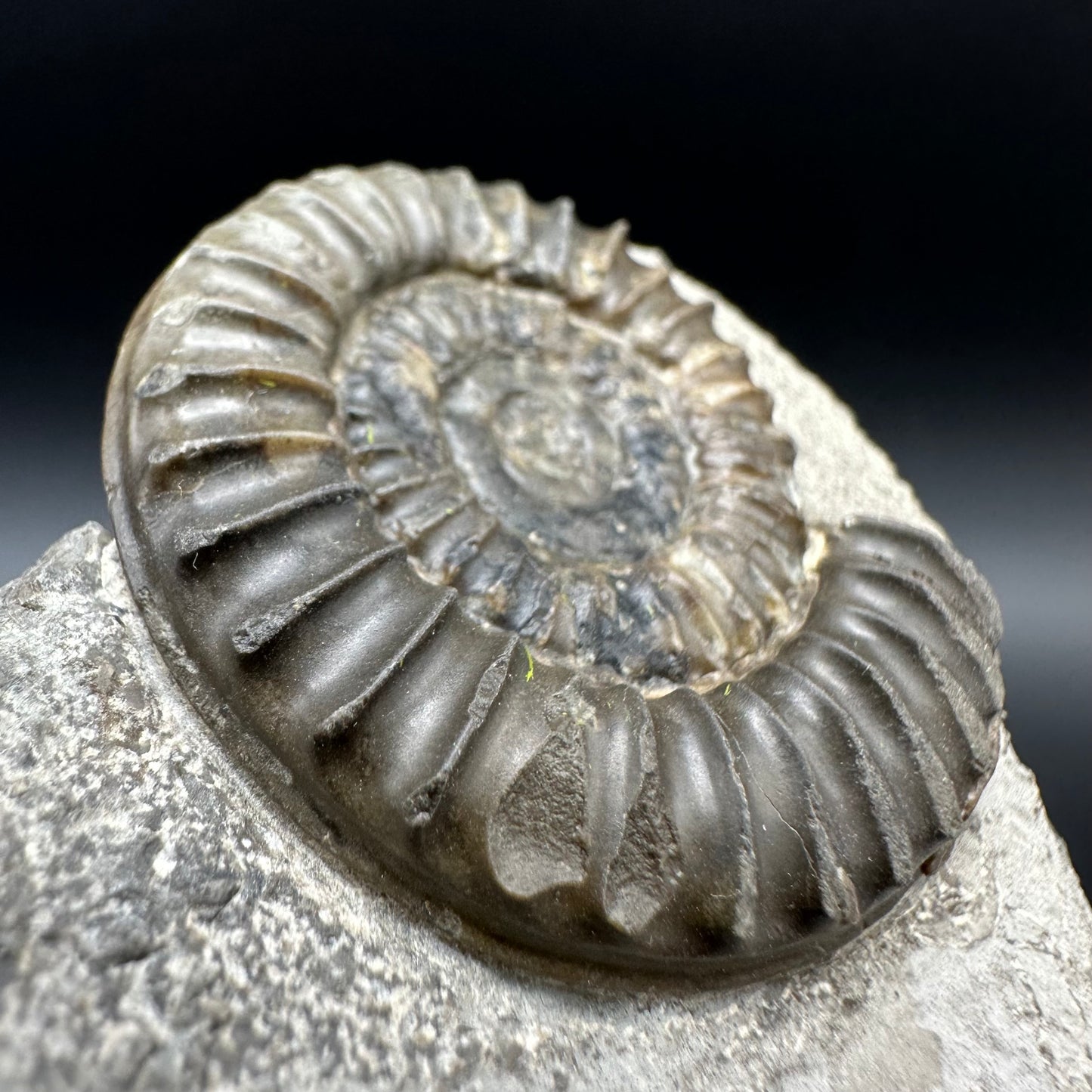 Arnioceras ammonite shell fossil with box and stand - Whitby, North Yorkshire Jurassic Coast Yorkshire Fossils
