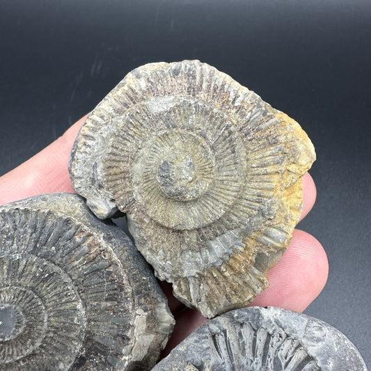 Dactylioceras imprint (negative) bundle ammonite shell fossil with box - Whitby, North Yorkshire, Yorkshire Fossils