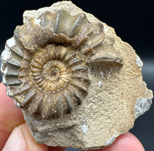 Androgynoceras capricornus Ammonite fossil with box and stand - Whitby, North Yorkshire Jurassic Coast Yorkshire Fossils