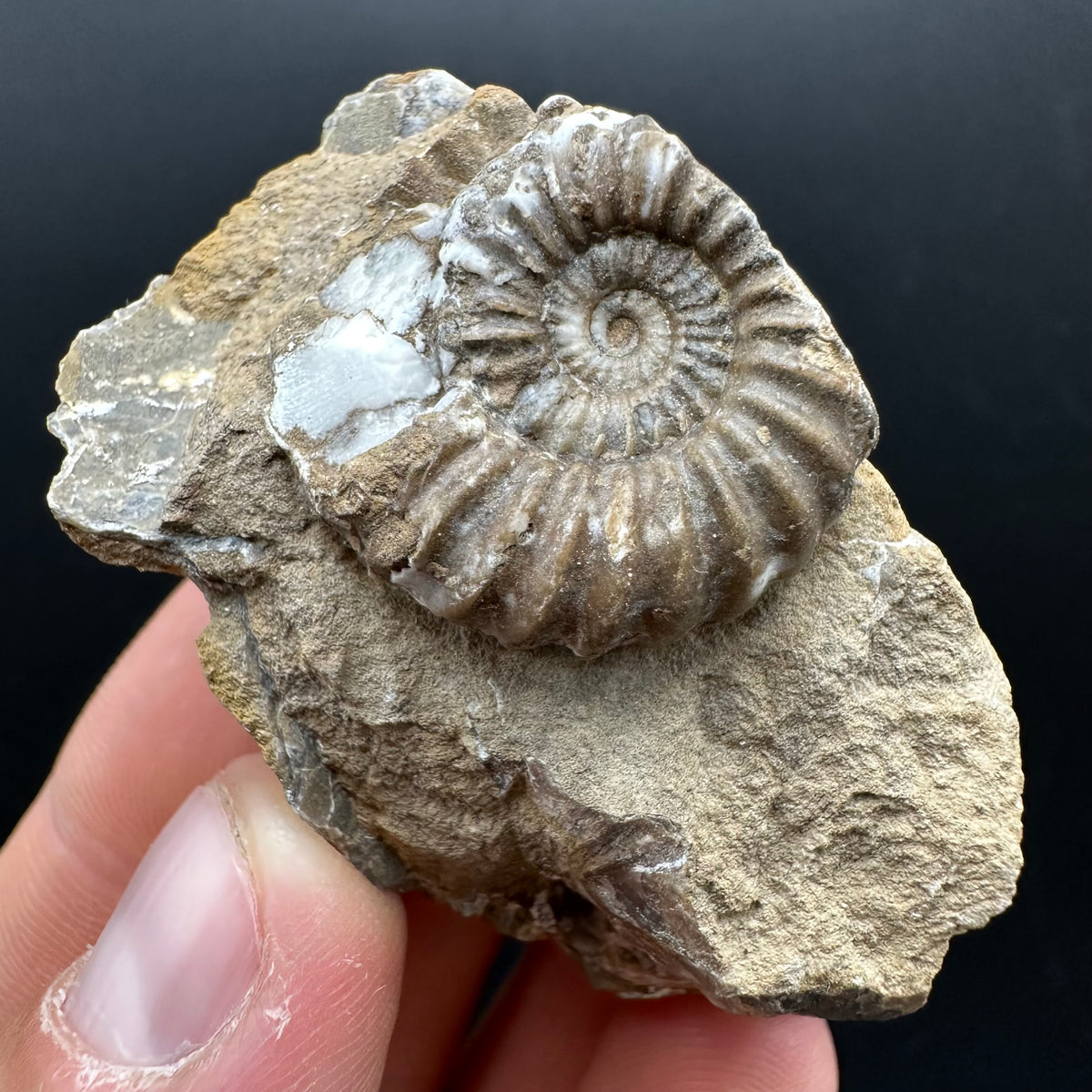 Androgynoceras capricornus Ammonite Fossil With Stand - Whitby, North Yorkshire Jurassic Coast Yorkshire Fossils