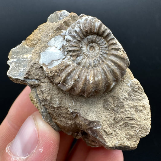 Androgynoceras capricornus Ammonite Fossil With Stand - Whitby, North Yorkshire Jurassic Coast Yorkshire Fossils