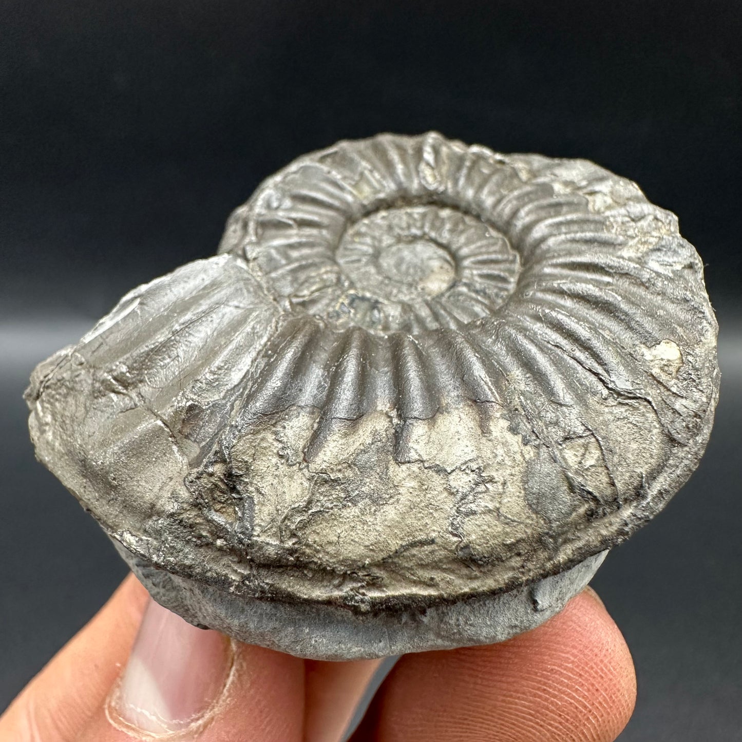 Asteroceras Ammonite fossil with box and stand - Whitby, North Yorkshire Jurassic Coast Yorkshire Fossils