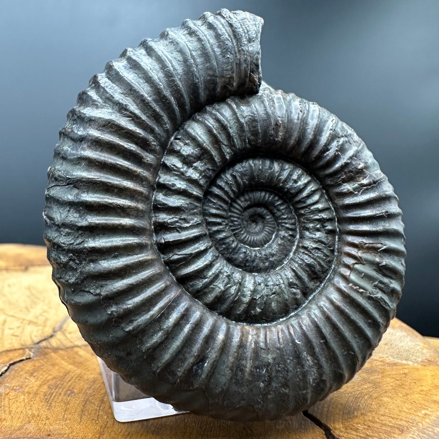 Dactylioceras Ammonite Fossil With box and Stand - Whitby, North Yorkshire Jurassic Coast Yorkshire Fossils