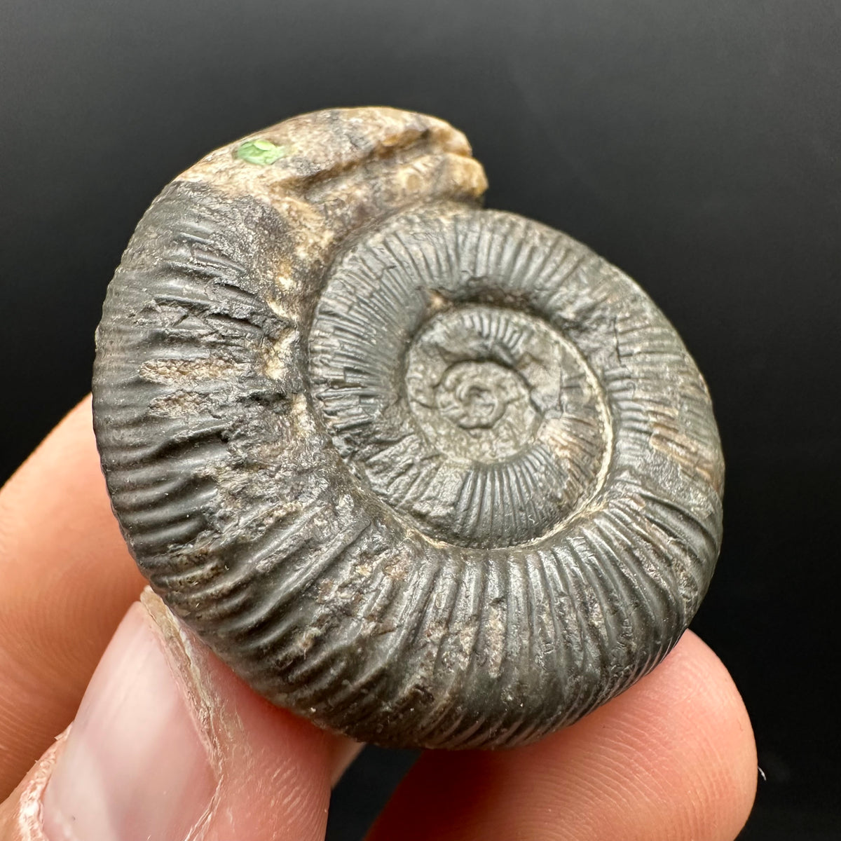 Snakestone Ammonite Fossil With Bag/Box And Stand - Whitby, North Yorkshire Jurassic Coast Yorkshire Fossils