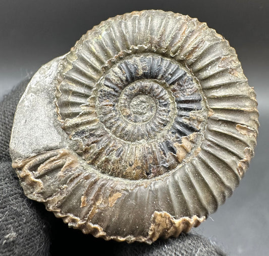 Dactylioceras semicelatum Ammonite fossil with box and stand - Whitby, North Yorkshire Jurassic Coast Yorkshire Fossils