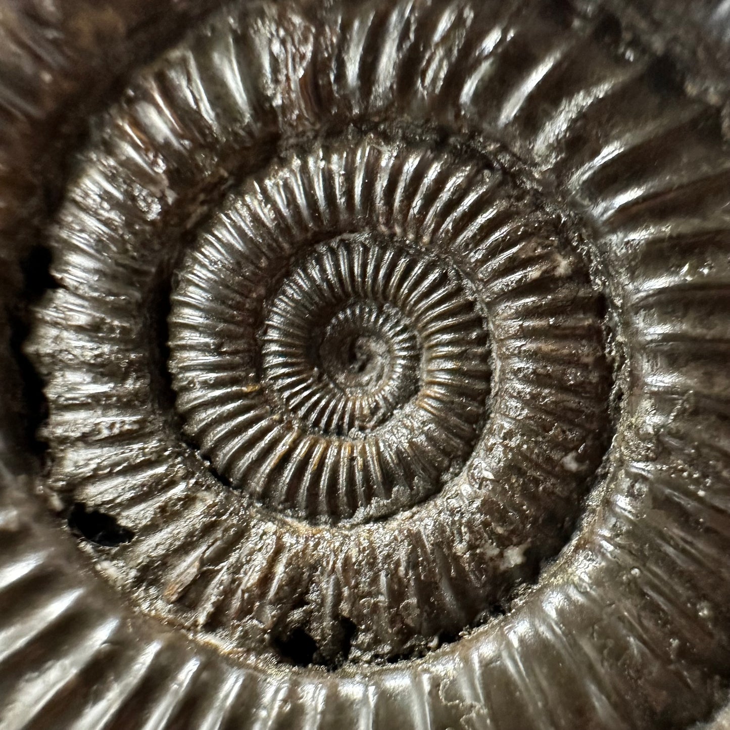 Dactylioceras Ammonite Fossil With box and Stand - Whitby, North Yorkshire Jurassic Coast Yorkshire Fossils
