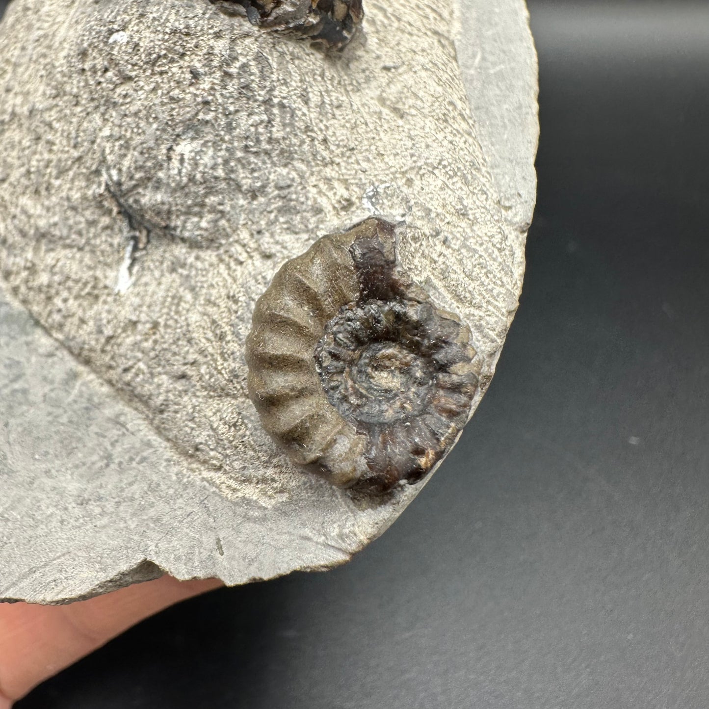 Androgynoceras maculatum ammonite fossil with stand - Whitby, North Yorkshire Jurassic Coast Yorkshire Fossils
