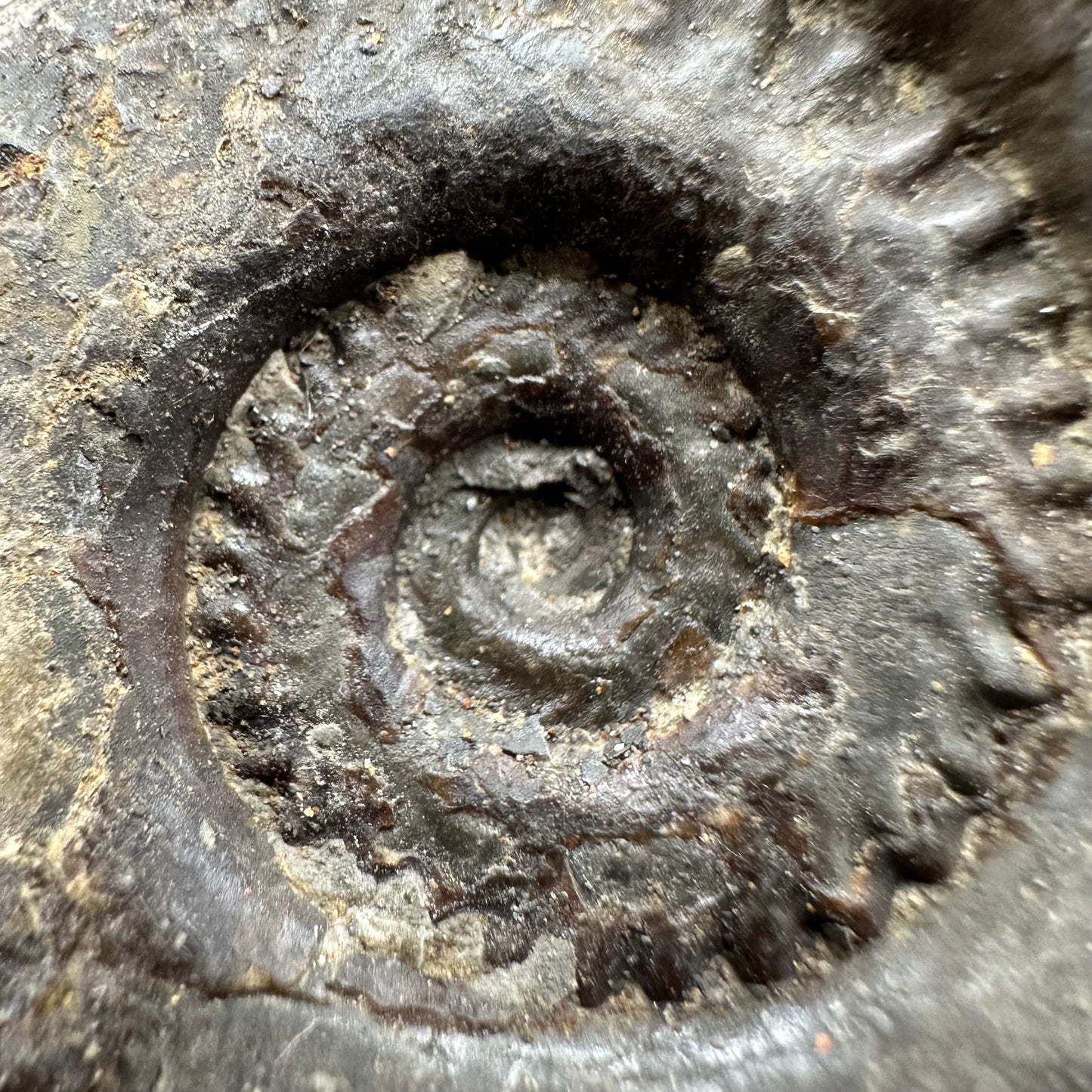 Hildoceras lusitanicum Ammonite fossil with box and stand - Whitby, North Yorkshire, Jurassic Coast, Yorkshire Fossils from the Jurassic Coast