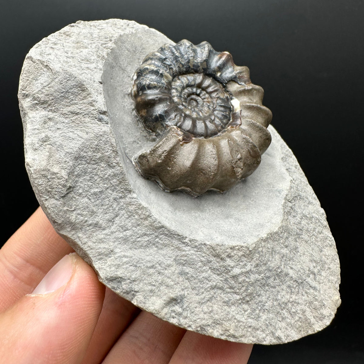 Androgynoceras maculatum ammonite fossil with box and stand - Whitby, North Yorkshire Jurassic Coast Yorkshire Fossils