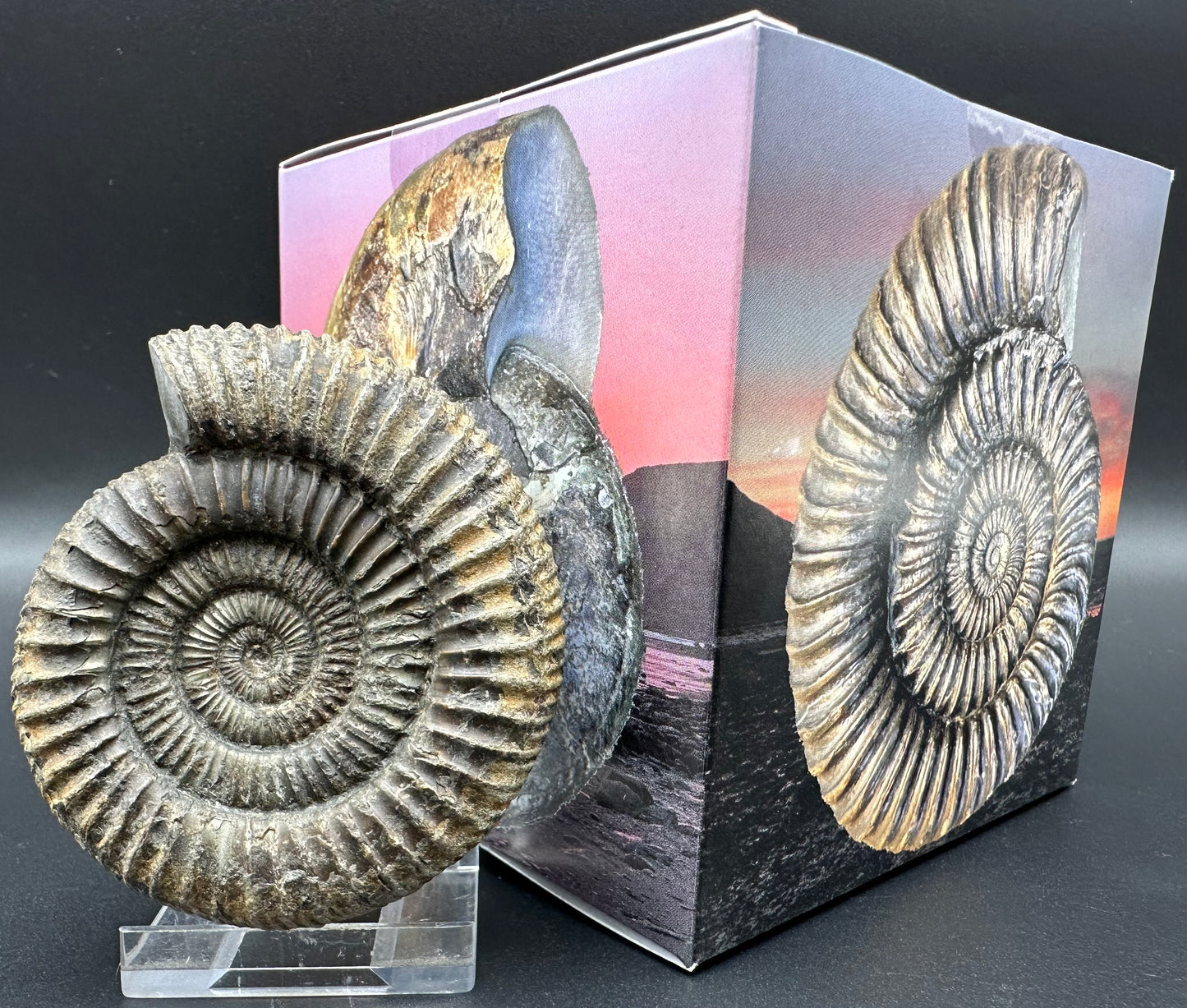 Dactylioceras Ammonite Fossil With Box And Stand - Whitby, North Yorkshire Jurassic Coast Yorkshire Fossils