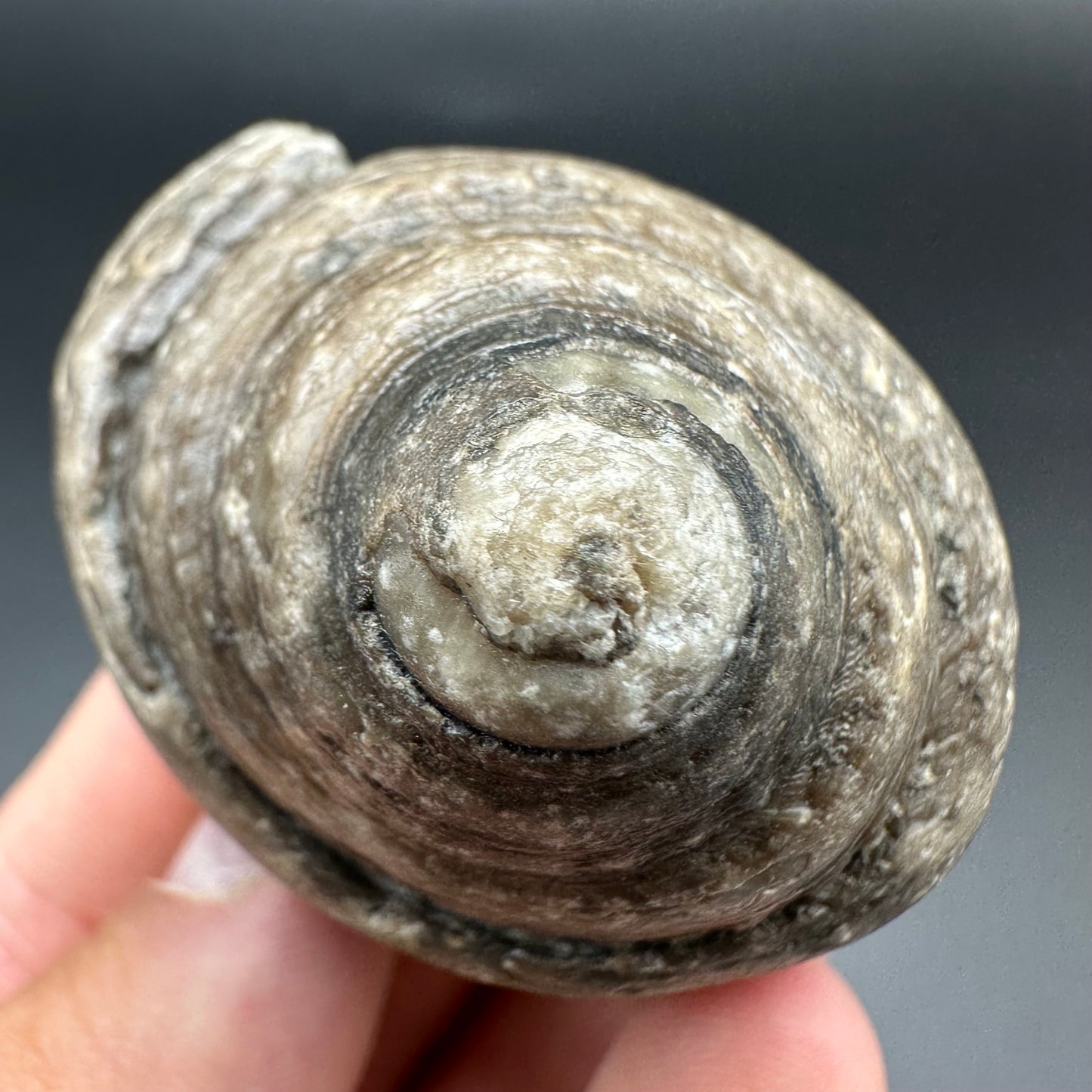 Gastropod Fossil Shell With Tin And Stand - Whitby, North Yorkshire, Jurassic Coast, Yorkshire Fossils