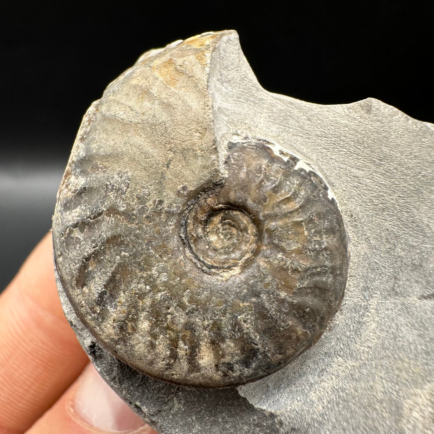 Pseudolioceras lythense Ammonite fossil with box and stand - Whitby, North Yorkshire, Yorkshire Fossils on the Jurassic Coast