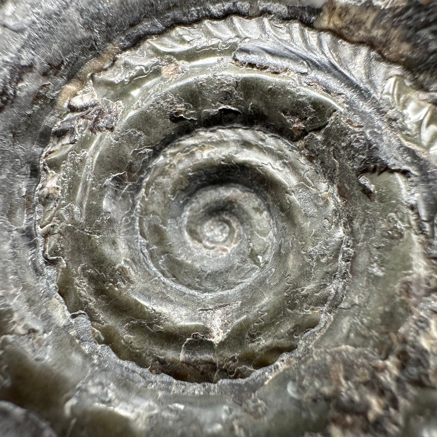 Hildoceras Bifrons Ammonite fossil with box and stand - Whitby, North Yorkshire Jurassic Coast, Yorkshire Fossils from the Jurassic Coast