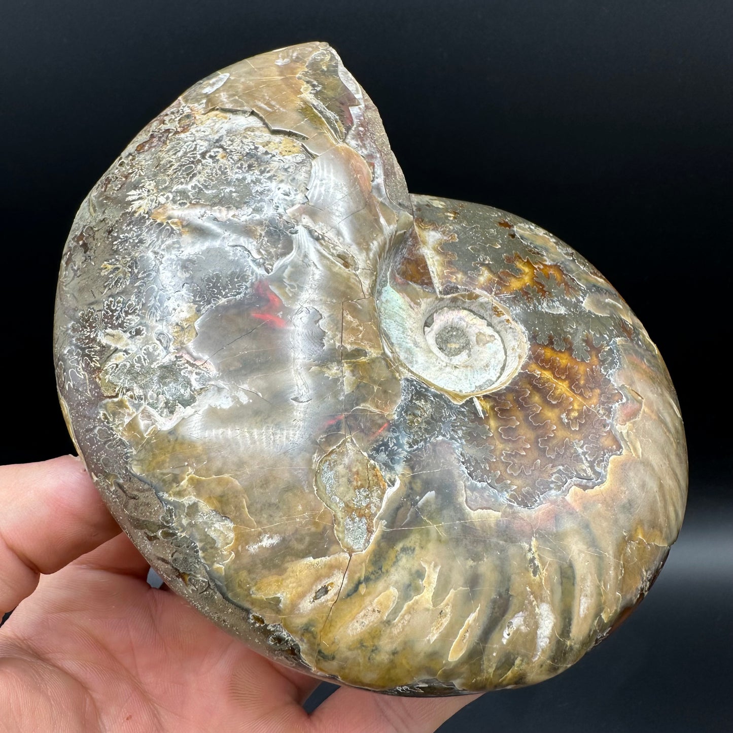 Cleoniceras Ammonite Fossil With Stand - Cretaceous Ammonite Madagascar