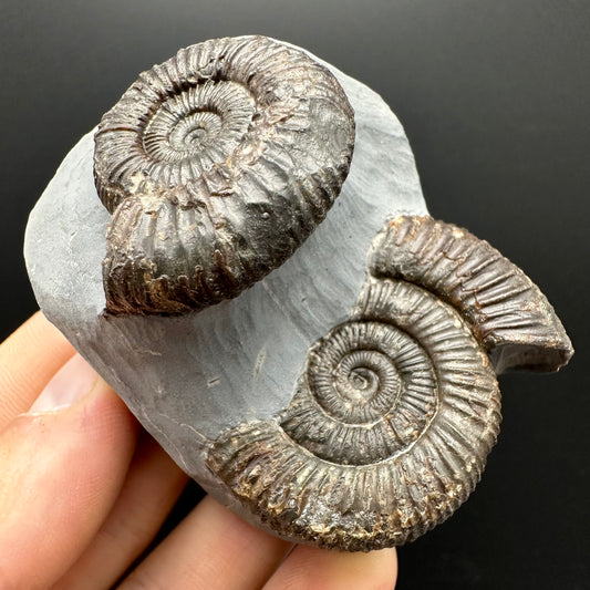Dactylioceras Ammonite Fossil With Stand - Whitby, North Yorkshire Jurassic Coast Yorkshire Fossils